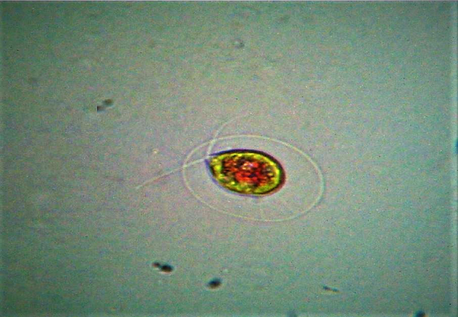 Haematococcus pluvialis